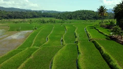 Stunning view of a rice field Stock Footage 230393493
