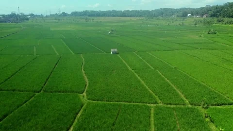 Stunning view of a rice field Stock-Footage 230395171