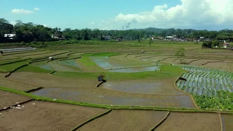 Stunning view of a rice field Stock Footage 230395281