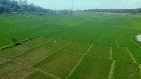 Stunning view of a rice field Stock Footage 230395342