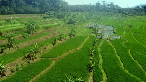 Stunning view of a rice field Stock Footage 230395663