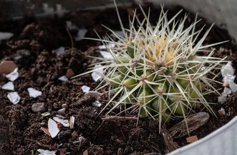 Stunning view of Sharp white prickles on Ferocactus echidne at close range. Foto stock