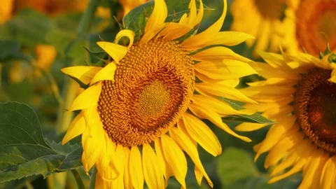 Stunning View of Sunflowers in a Field Stock Footage 303499643