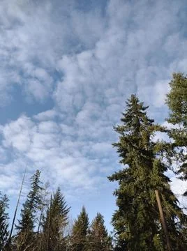 Stunning view of tall pine trees against blue sky with puffy white clouds Stock Photos