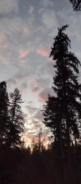 Stunning view of tall pine trees against blue sky with puffy pink clouds Stock Photos