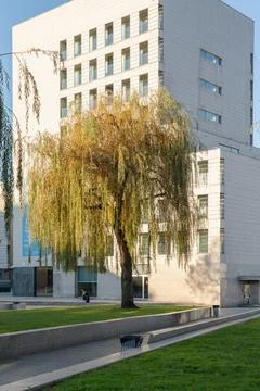 Stunning View of Tree with Xunta de Galicia Building Náutico Vigo 写真素材