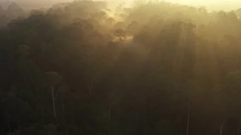 Stunning view of Tropical Rainforest during sunrise mist and fog rays. Stock Footage