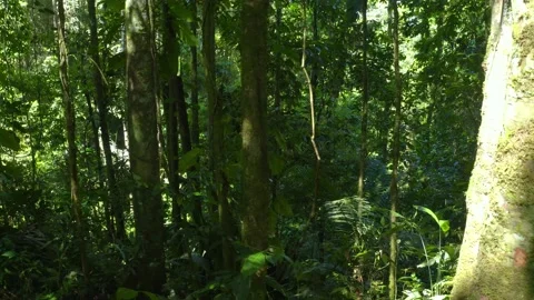 Stunning view, turning around trees found in the forest on a sunny day Stock Footage 165844000