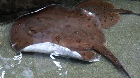 Stunning view of a unique ray gliding gracefully through shallow waters 스톡 동영상 295310100