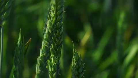 A stunning view of vibrant wheat fields, highlighting the beauty of nature and Stock Footage 311260381