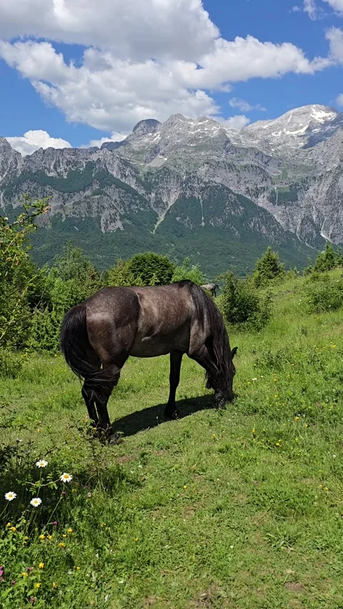 Stunning views of Valbona Pass and wild horses in Albanias beautiful landscape Stock Footage 339902123