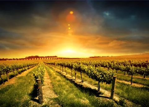 Stunning Vineyard Sunset 스톡 사진