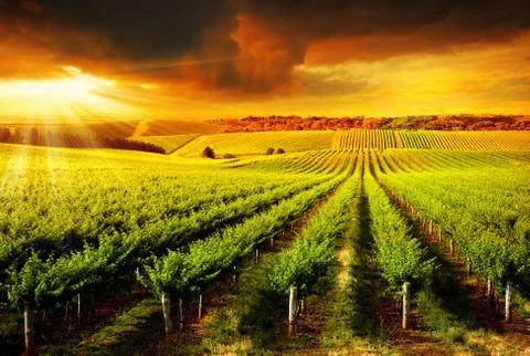 Stunning Vineyard Sunset 스톡 사진