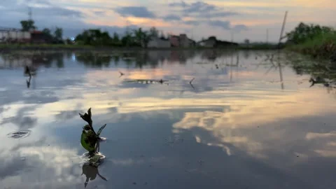 Stunning Water Reflection of Sunset Clouds in Flooded Rice Paddy 4K Stockbeeldmateriaal 296002739