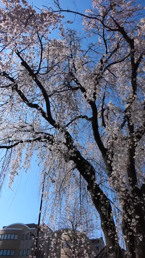 Stunning Weeping Cherry Blossom Tree in Full Bloom with Blue Sky Stock Footage 332397685
