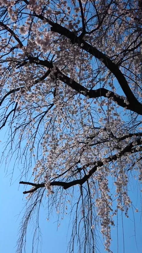 Stunning Weeping Cherry Blossom Tree in Full Bloom with Blue Sky Stock Footage 332397688