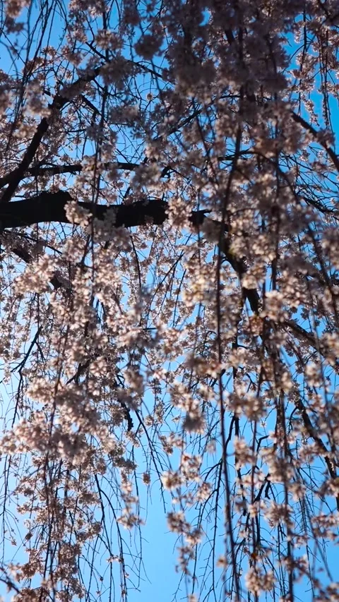 Stunning Weeping Cherry Blossom Tree in Full Bloom with Blue Sky Stock Footage 332397697