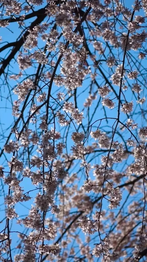 Stunning Weeping Cherry Blossom Tree in Full Bloom with Blue Sky Stock Footage 332397698