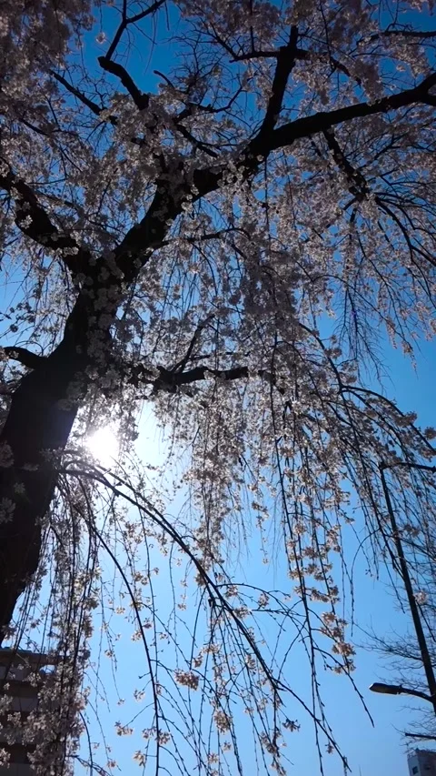 Stunning Weeping Cherry Blossom Tree in Full Bloom with Blue Sky Stock Footage 332397699
