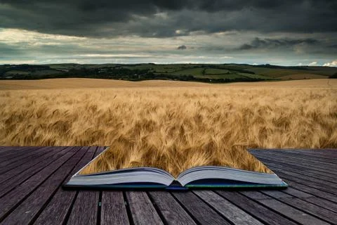 Stunning wheat field landscape under stormy Summer sunset sky conceptual book Stock Illustration