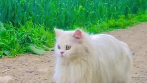 Stunning White Cat Looking Around in Green Field Vídeo Stock 338255335