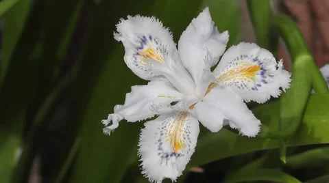 Stunning White Iris Flower Close up Blowing in spring Breeze Stock-Footage 50307010