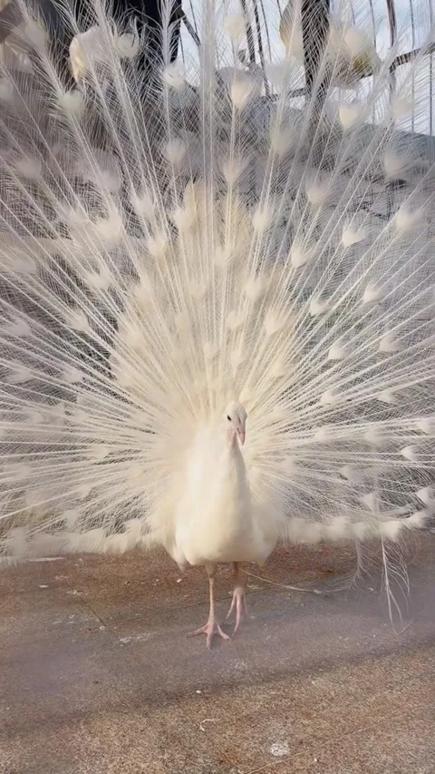 Stunning white peacock displaying its magnificent feathers Vídeos de archivo 334635259