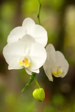 Stunning white phalaenopsis orchids captured in the lush and vibrant Ecuadorian Stock Photos
