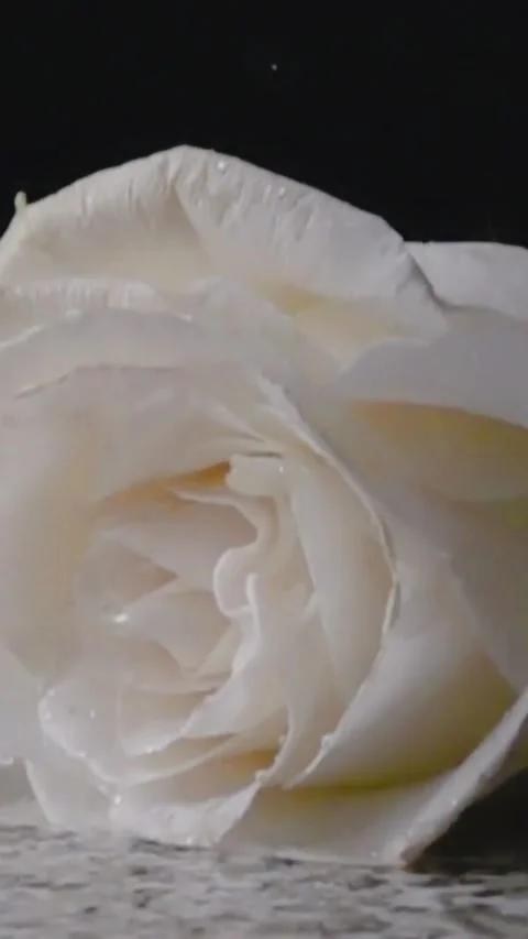 Stunning white rose falling on a surface. Video stock 335707803