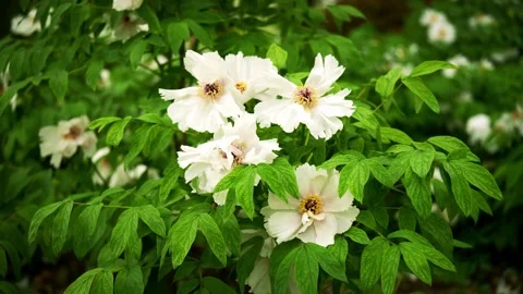Stunning white tree peonies blooming with delicate petals and golden centers Stock Footage 332600025