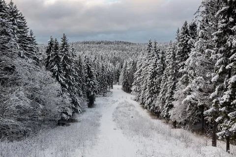 Stunning winter forest scene featuring snow-covered pine trees. 写真素材