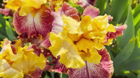 Stunning Yellow and Maroon Iris Flower Opens Ruffled Petals in Sunny Garden Stock Footage 335913552