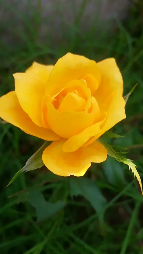 Stunning Yellow Flower Stock Footage 168466647