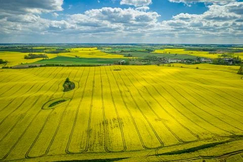 Stunning yellow rape fields with blue sky, Poland from above Stock Photos
