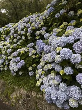 Stunningly Beautiful Blooming Hydrangeas Displayed in Soft and Delicate Pas.. Stock Photos