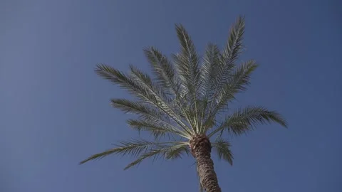 A Stunningly Captivating Palm Tree Standing Tall Against a Clear Blue Sky Stock Footage 306684823