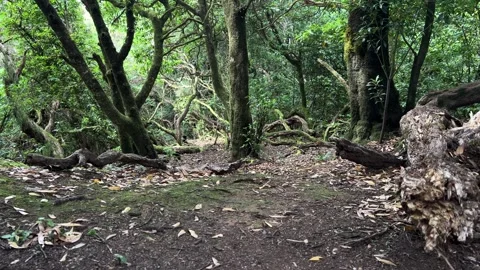 A Stunningly Lush Forest Pathway Featuring Twisted Trees and a Rich, Dense Stock Footage 317073896