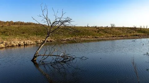 A stunningly striking view of a bent tree gracefully reflecting in the calm w Stock Photos