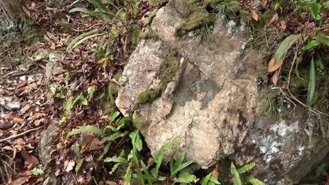 Stunted forest, Malaysia Stock Footage 134857403