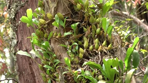 Stunted forest, Malaysia Stock Footage 134857406