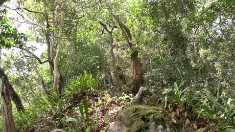 Stunted forest, Malaysia Stock Footage 134857408