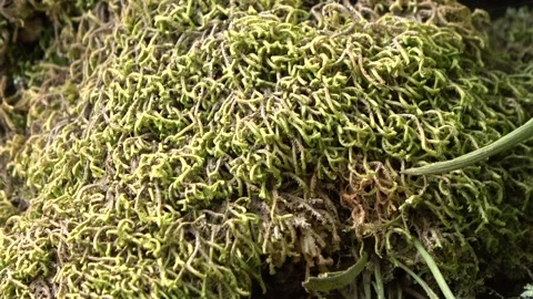 Stunted forest, Malaysia Video stock 134857415