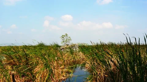 Stunted tree on a rock in swamp with blue sky and white cloud Stock-Footage 229229141