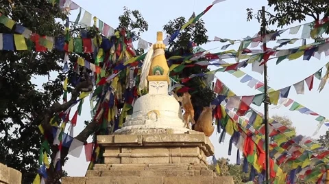Stupa and monkeys at sunset Video stock 59182021