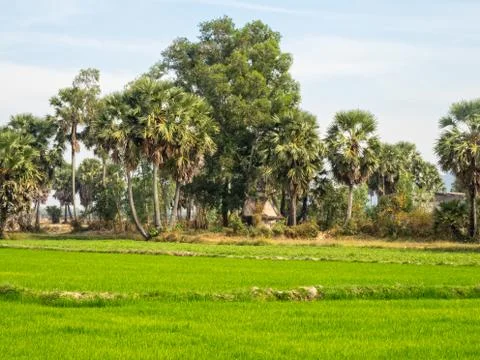 Stupa under the trees - Ba Chuc Stock Photos