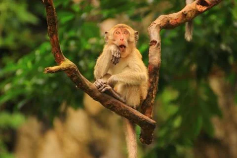 Stupid face monkeys on the tree Stock Photos