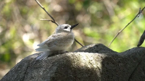 Stupid grey tern in the wild 10 Stock-Footage 112186827