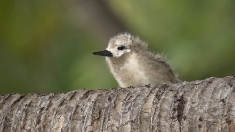 Stupid grey tern in the wild 11 Stock Footage 112190058