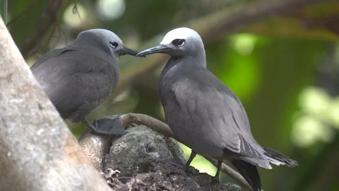 Stupid grey tern in the wild 2 Stock Footage 112138755