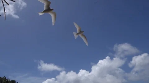 Stupid grey tern in the wild 5 Stock Footage 112181175